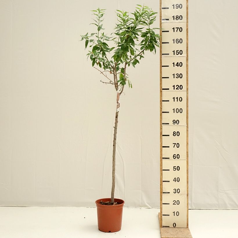 Exemplaar van Amandelboom Desmayo Largueta Pot van 7,5 l/10 l, Half-hoge stam zoals geleverd in de lente