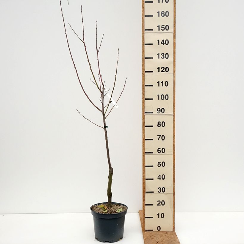 Exemplaar van Amandelboom Ferragnes Pot van 7,5 l/10 l, Kelkvormig zoals geleverd in de herfst