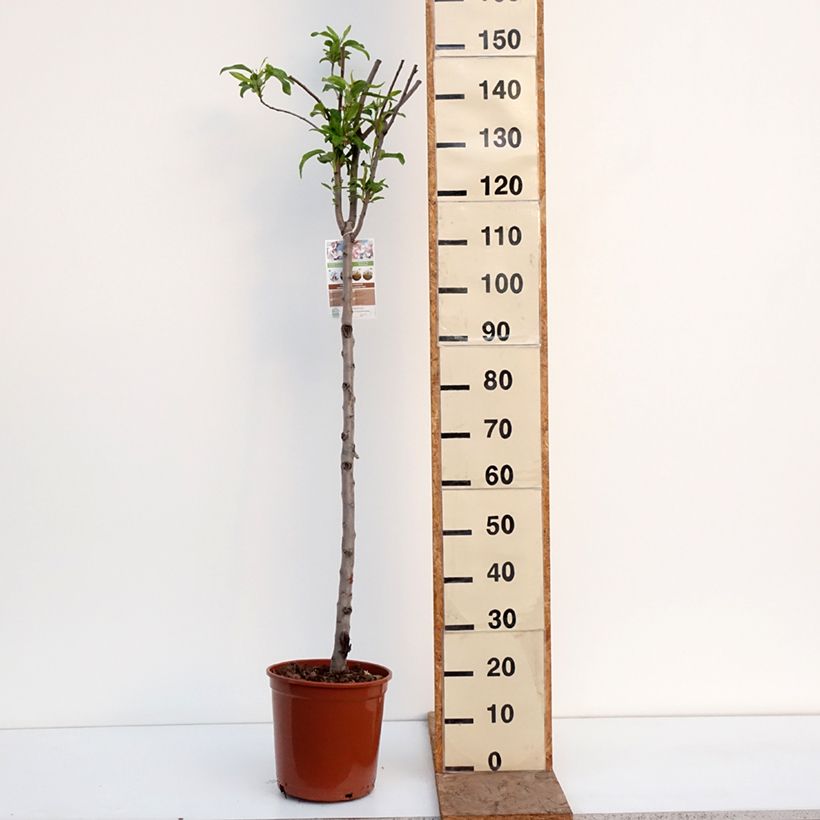 Example of Amandelboom Lauranne (autofertiel) Pot van 7,5 l/10 l, Half-hoge stam as you get in hiver