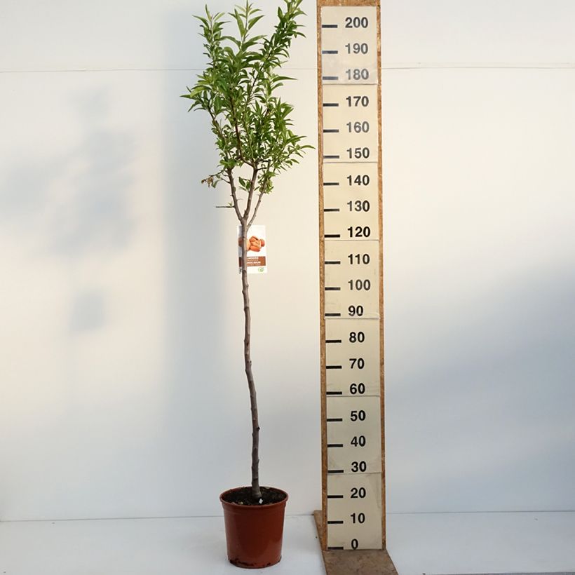 Exemplaar van Amandelboom Lauranne (autofertiel) Pot van 7,5 l/10 l, Half-hoge stam zoals geleverd in de lente