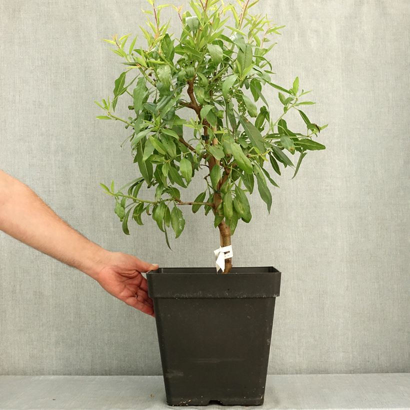 Exemplaar van Dwergamandelboom Fruit Me Almond Me (autofertiel) Pot van 12 l/15 l, Dwerg zoals geleverd in de zomer