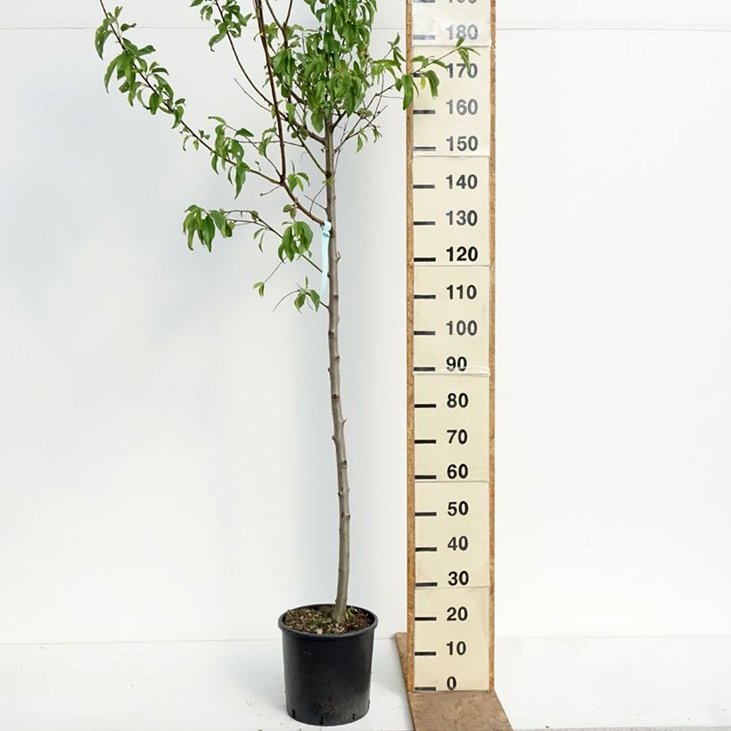 Exemplaar van Amandelboom Supernova (autofertiel) Pot van 12 l/15 l, Half-hoge stam zoals geleverd in de lente