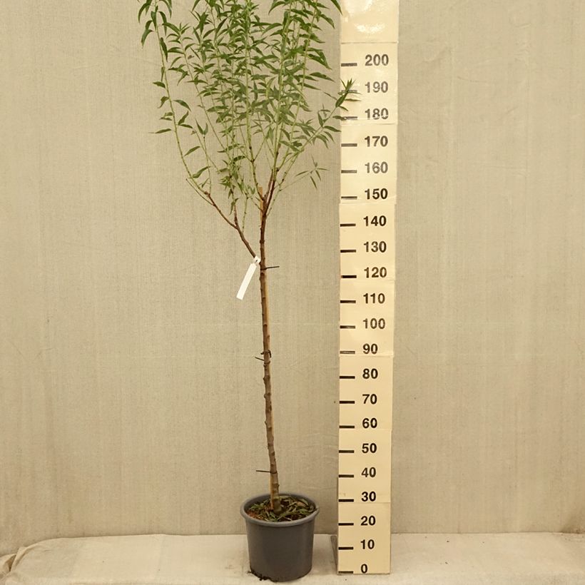 Exemplaar van Amandelboom Supernova (autofertiel) Pot van 12 l/15 l, Half-hoge stam zoals geleverd in de zomer