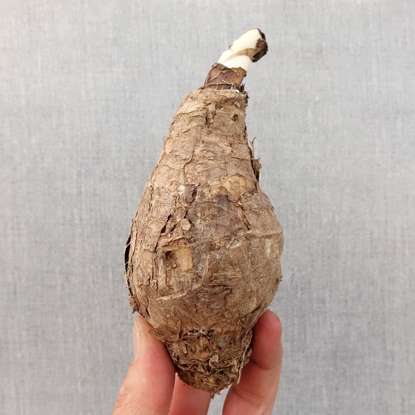 Exemplaar van Amarcrinum Howardii - Crinodonna Bol kaliber 20+ zoals geleverd in de lente