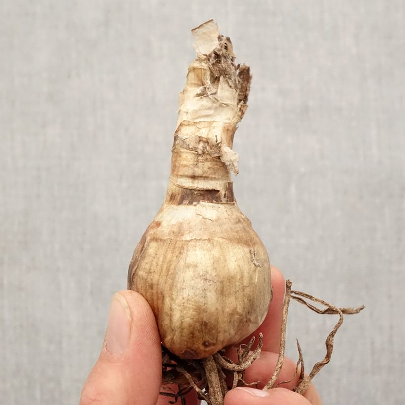 Exemplaar van Amarine belladiva Anastasia Bol kaliber 16+ zoals geleverd in de lente