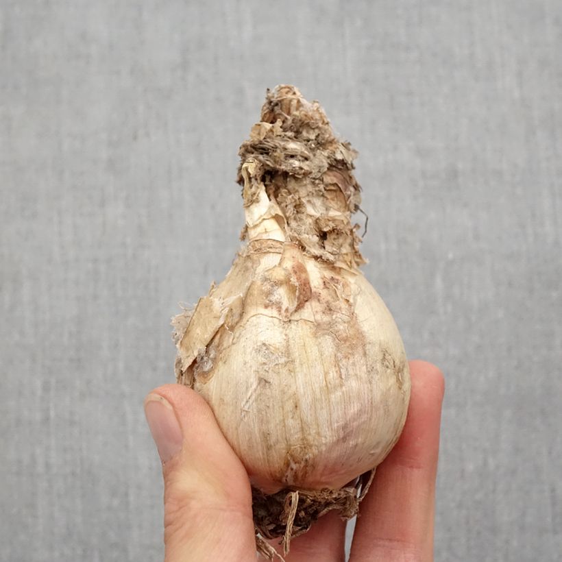 Exemplaar van Amarine belladiva Aphrodite Bol kaliber 16+ zoals geleverd in de lente