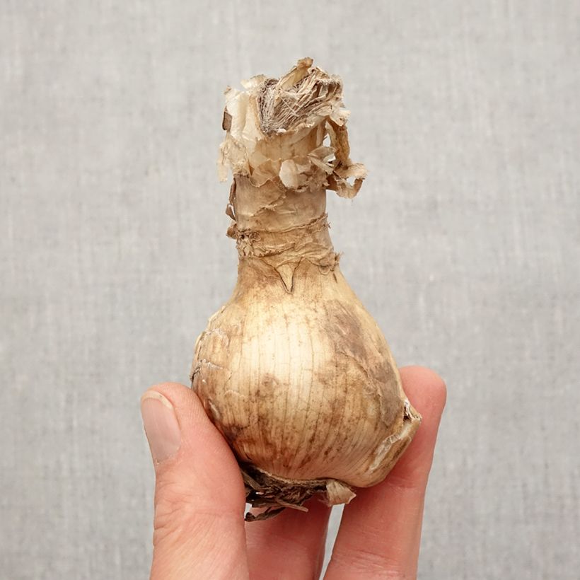 Exemplaar van Amarine belladiva Emanuelle Bol kaliber 16+ zoals geleverd in de lente