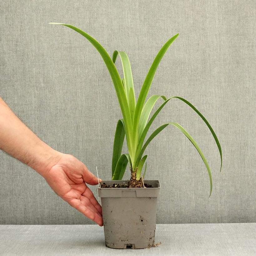 Exemplaar van Amarine belladiva Emanuelle Pot van 2 l/3 l kaliber 12/14 zoals geleverd in de lente
