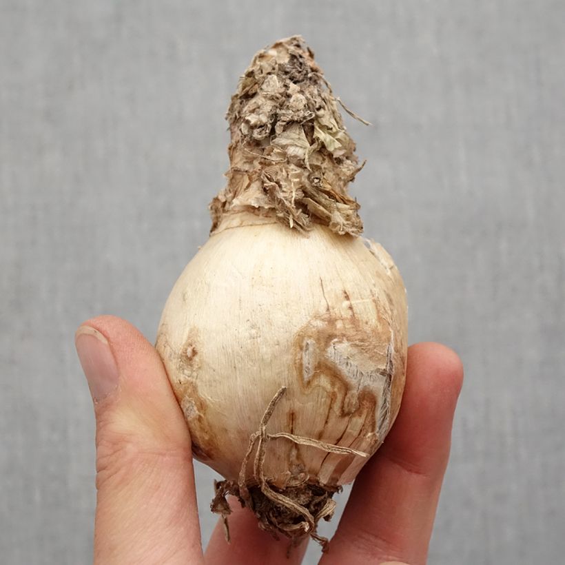 Exemplaar van Amarine belladiva Paris Bol kaliber 16+ zoals geleverd in de lente