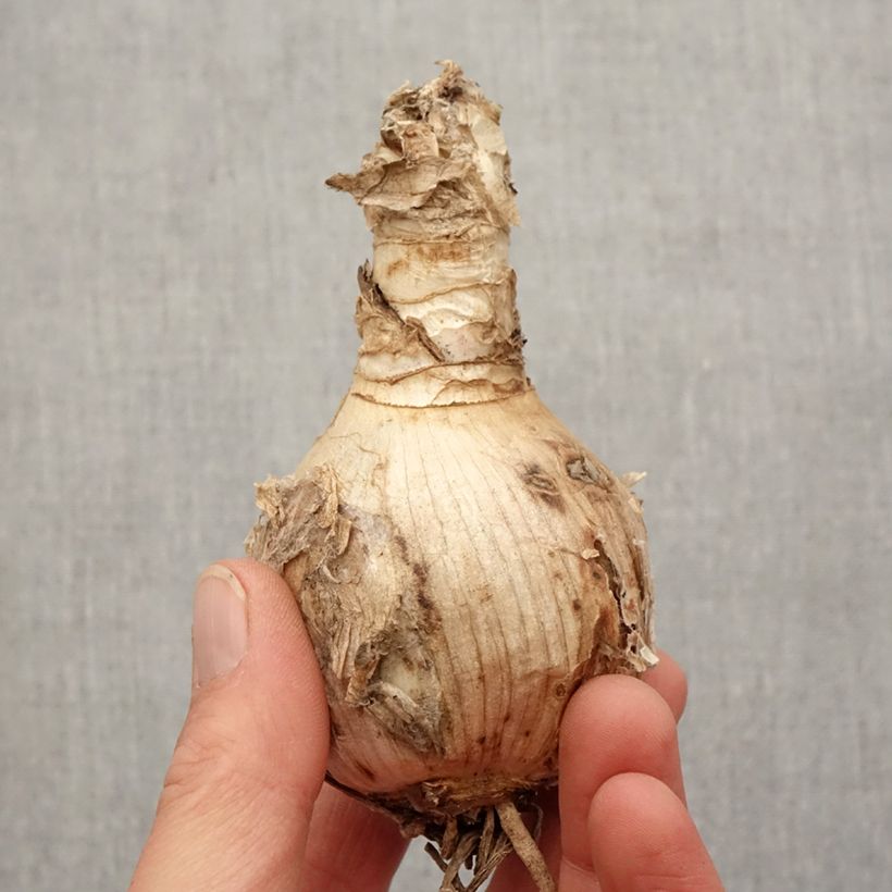 Exemplaar van Amarine belladiva Tomoko Bol kaliber 16+ zoals geleverd in de lente