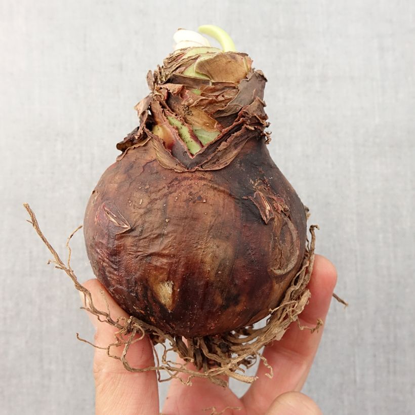 Exemplaar van Amaryllis Ambiance - Hippeastrum Bol kaliber 28/30 zoals geleverd in de lente