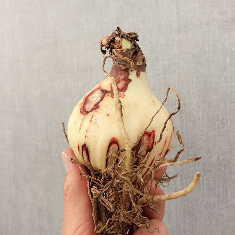 Exemplaar van Amaryllis Amputo - Hippeastrum Bol kaliber 30+ zoals geleverd in de lente