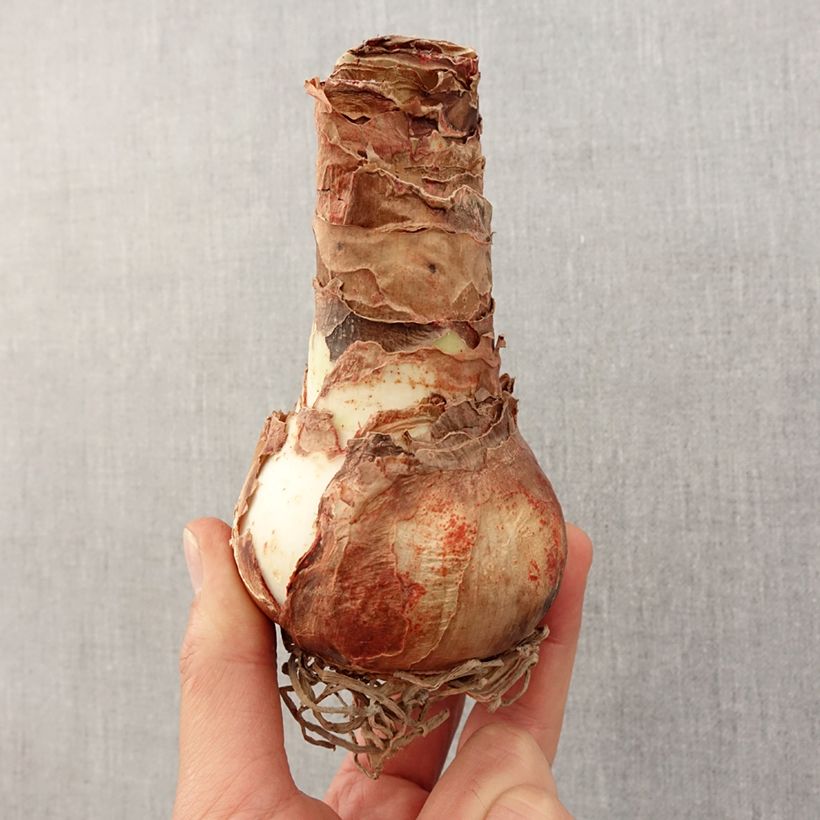 Exemplaar van Amaryllis Apple Blossom - Hippeastrum Bol kaliber 30/32 zoals geleverd in de lente