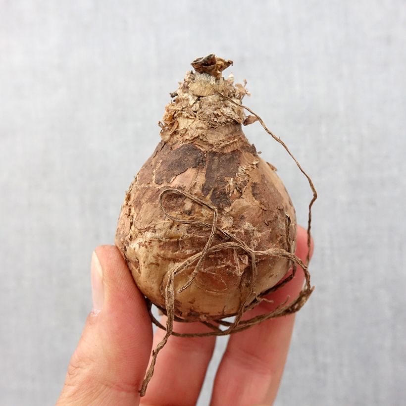 Exemplaar van Amaryllis belladonna - Belladonnalelie Bol kaliber 20+ zoals geleverd in de lente