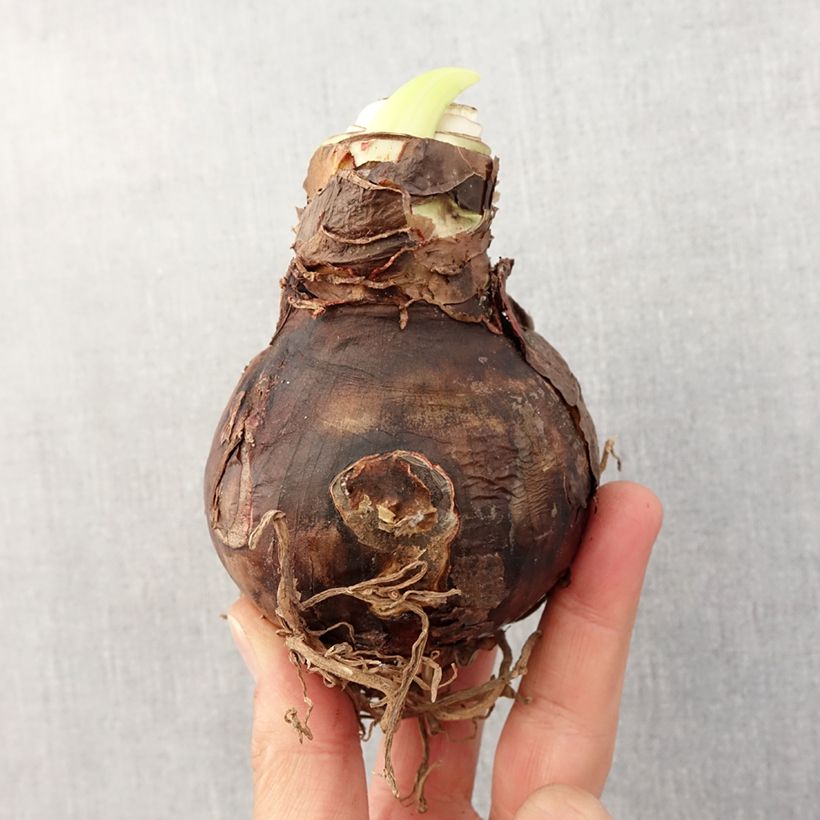 Exemplaar van Amaryllis Benfica - Hippeastrum Bol kaliber 24/26 zoals geleverd in de lente