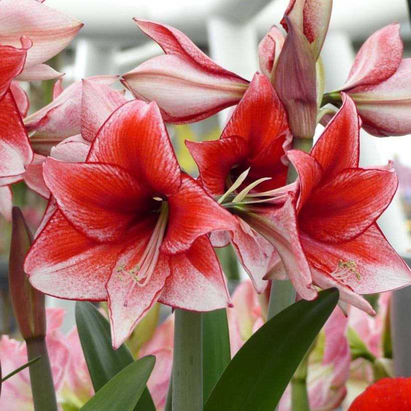 Amaryllis Charisma - Hippeastrum (Bloei)