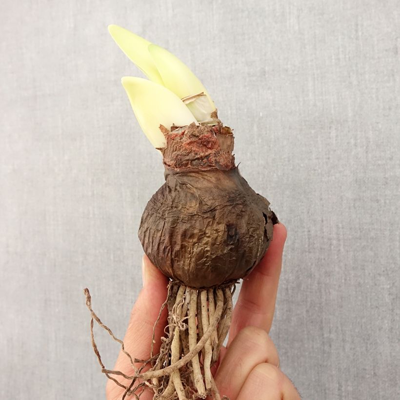 Exemplaar van Amaryllis 'Chico' zoals geleverd in de lente