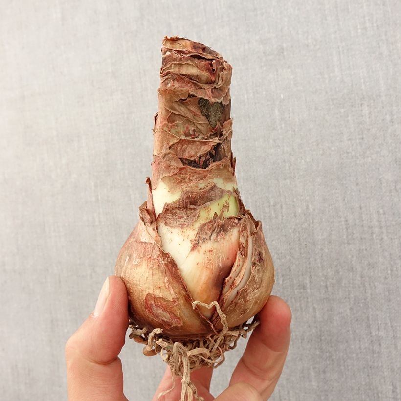 Exemplaar van Amaryllis Christmas Gift zoals geleverd in de lente