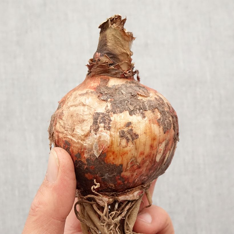 Exemplaar van Amaryllis Bogota - Hippeastrum Bol kaliber 24/26 zoals geleverd in de lente