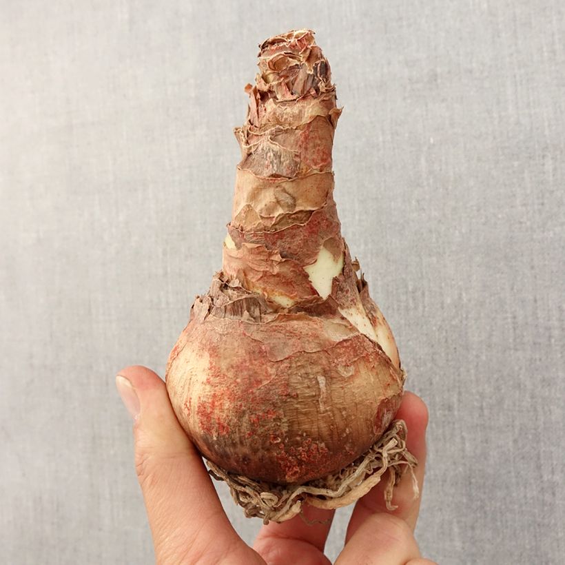 Exemplaar van Amaryllis Celica - Hippeastrum Bol kaliber 26/28 zoals geleverd in de lente