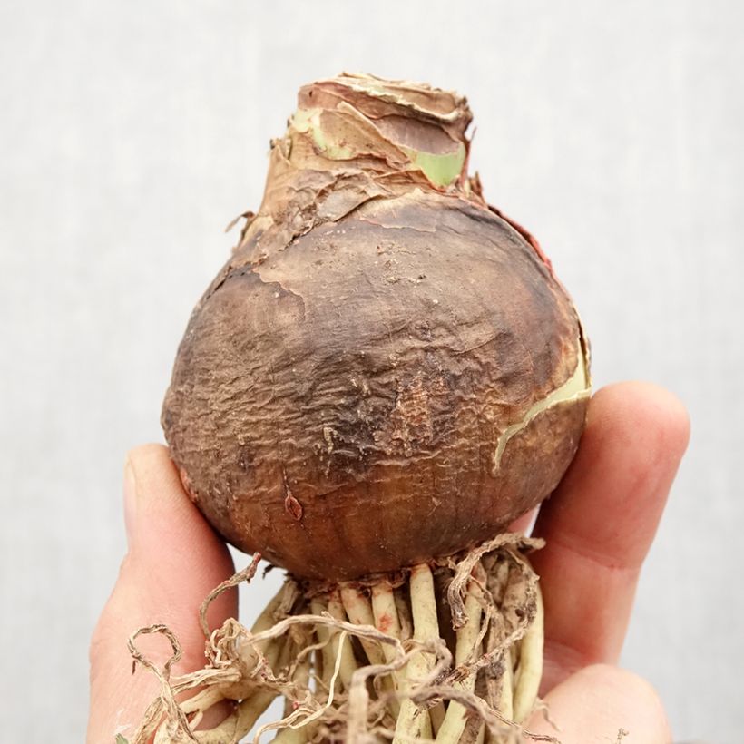 Exemplaar van Amaryllis dubbel Cherry Nymph zoals geleverd in de lente