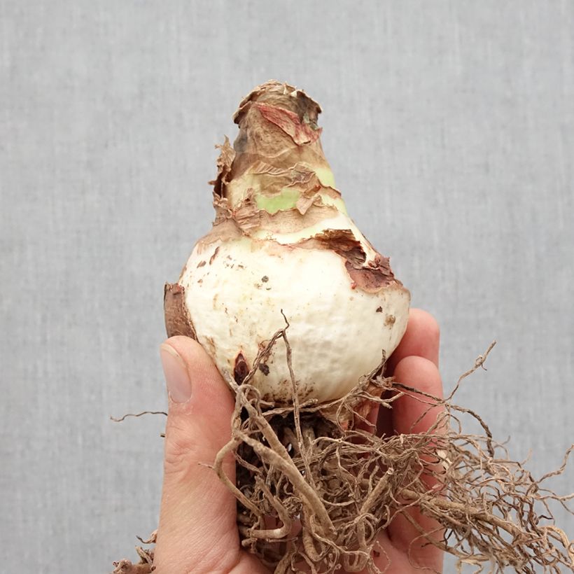 Exemplaar van Amaryllis Double Record - Hippeastrum Bol kaliber 36+ zoals geleverd in de lente