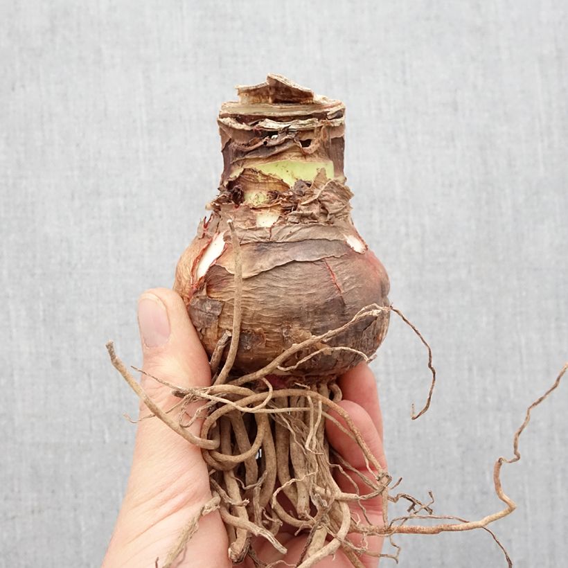 Exemplaar van Amaryllis dubbel Elvas zoals geleverd in de lente