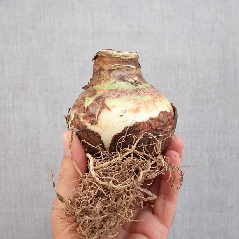 Exemplaar van Amaryllis Double King - Hippeastrum Bol kaliber 30/32 zoals geleverd in de herfst