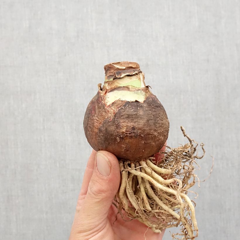 Exemplaar van Amaryllis Flaming Striped - Hippeastrum Bol kaliber 40+ zoals geleverd in de lente