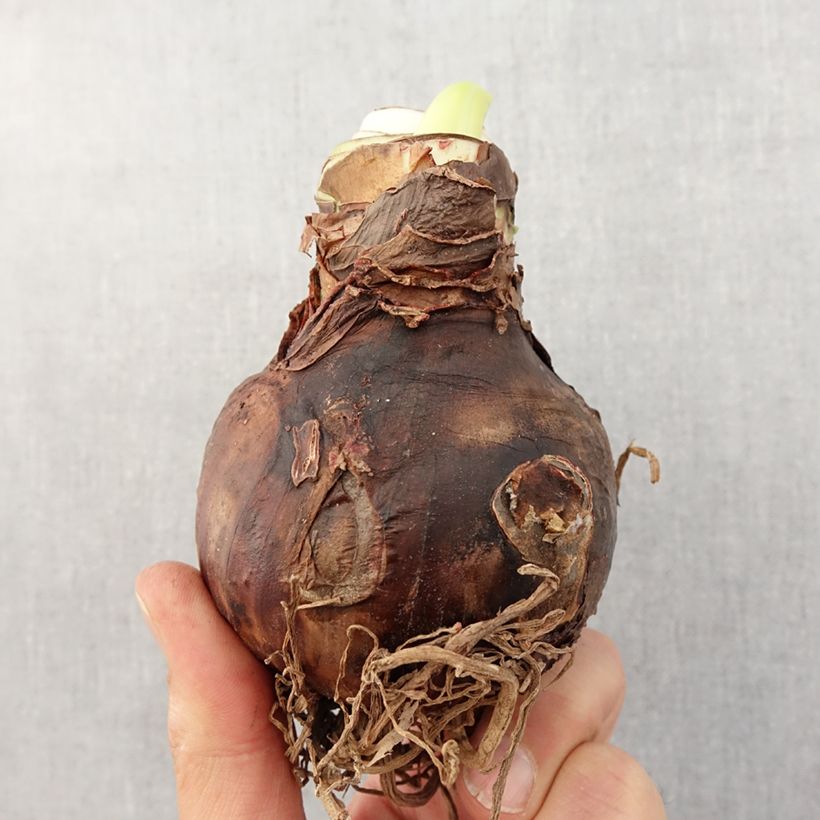 Exemplaar van Amaryllis Grand Diva - Hippeastrum Bol kaliber 24/26 zoals geleverd in de lente