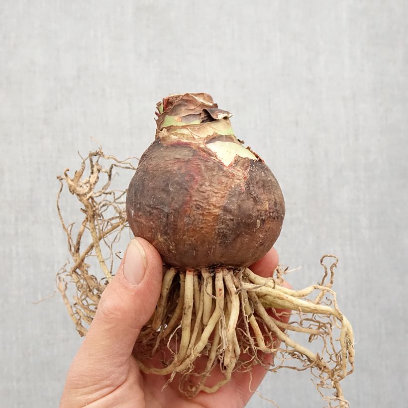 Exemplaar van Amaryllis Neon maat 28/30 zoals geleverd in de lente