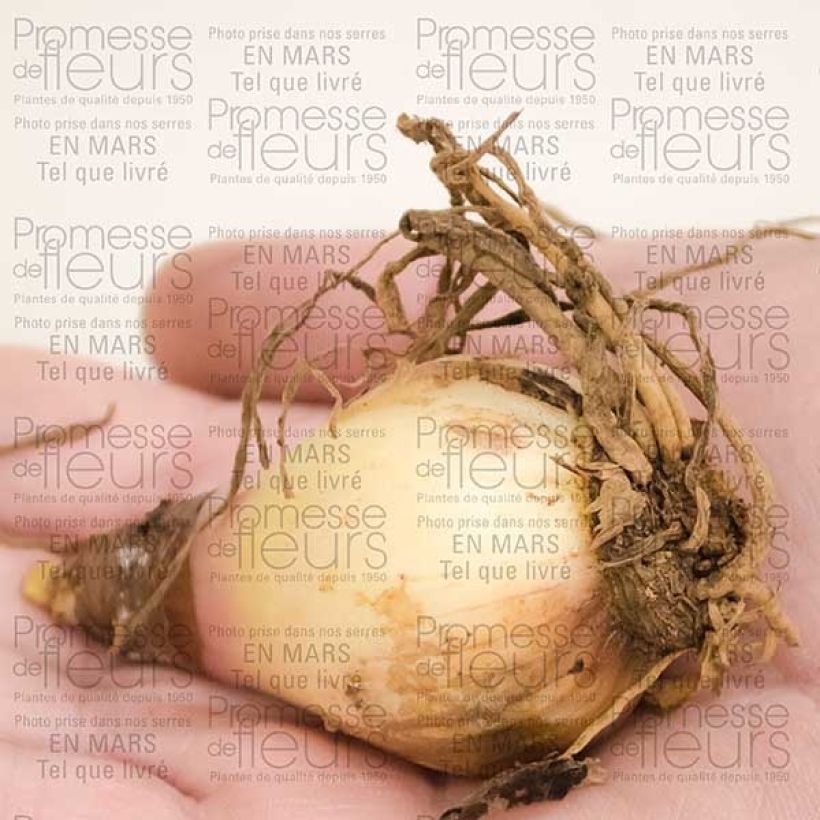 Voorbeeld van een exemplaar van Cyrtanthus elatus - Vuurlelie Bol kaliber 12+ zoals geleverd