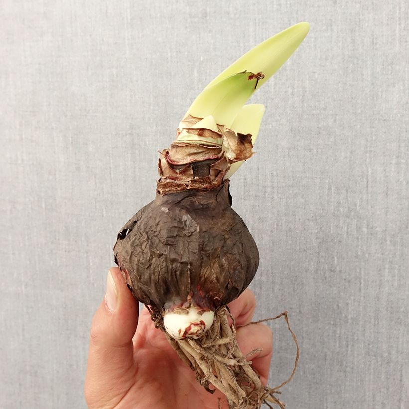 Exemplaar van Amaryllis Rapido - Hippeastrum Bol kaliber 28/30 zoals geleverd in de lente