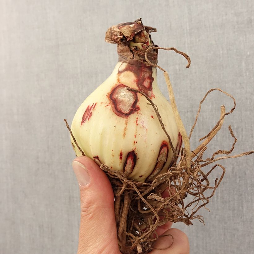 Exemplaar van Amaryllis Rosy Star - Hippeastrum Bol kaliber 28/30 zoals geleverd in de lente