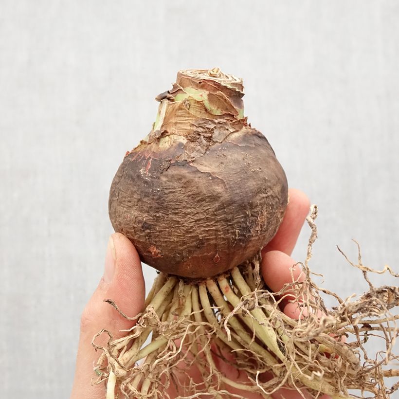 Exemplaar van Amaryllis Sleeping Beauty - Hippeastrum Bol kaliber 36+ zoals geleverd in de lente