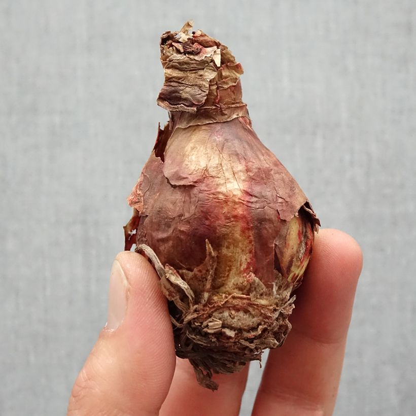 Exemplaar van Amaryllis Balentino - Hippeastrum Bol kaliber 14/16 zoals geleverd in de lente