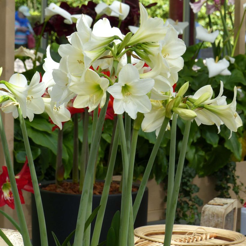 Amaryllis Wit Rascal - Hippeastrum (Groeiplaats)