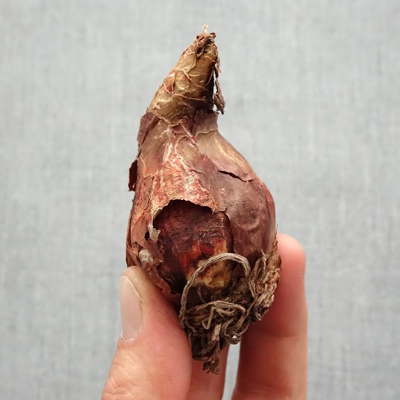 Exemplaar van Amaryllis Wit Rascal - Hippeastrum Bol kaliber 14/16 zoals geleverd in de lente