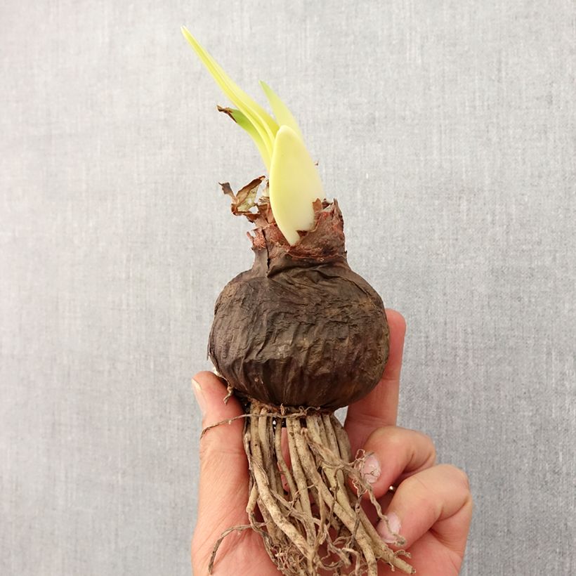 Exemplaar van Amaryllis Spotlight - Hippeastrum Bol kaliber 30/32 zoals geleverd in de lente