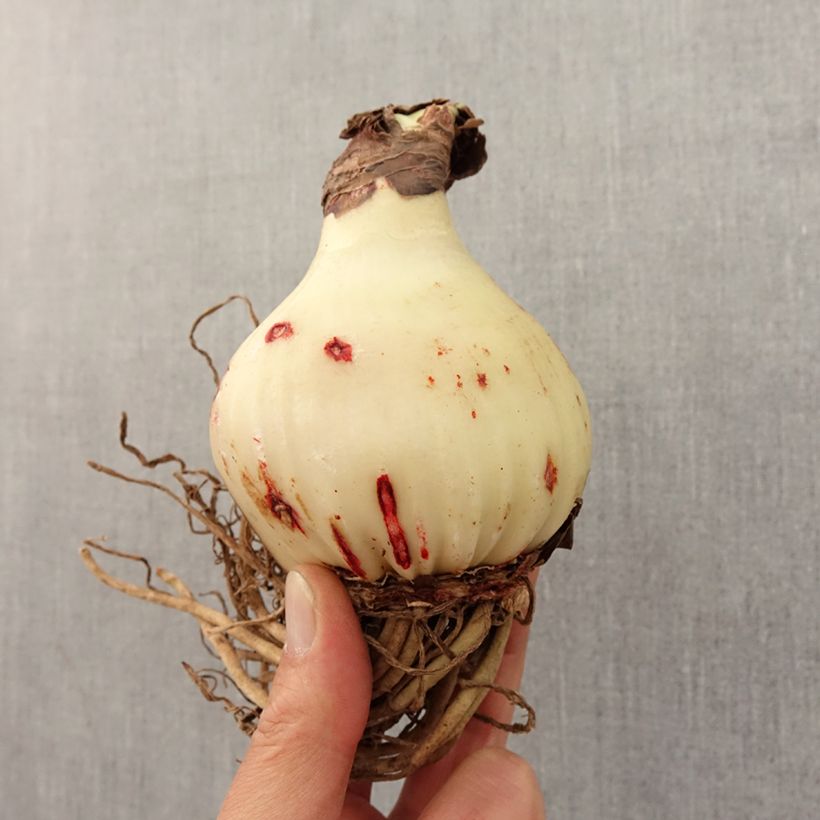 Exemplaar van Amaryllis Sweet Lilian - Hippeastrum Bol kaliber 24/26 zoals geleverd in de lente