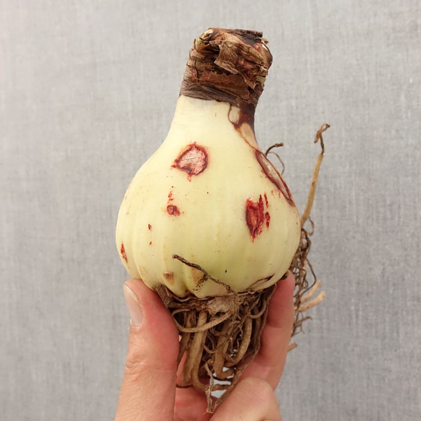 Exemplaar van Amaryllis Yellow Star - Hippeastrum Bol kaliber 24/26 zoals geleverd in de lente