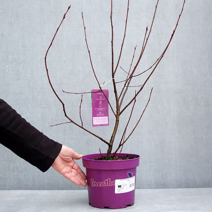 Exemplaar van Amelanchier alnifolia GreatBerry Farm Pot de 3L/4L zoals geleverd in de winter