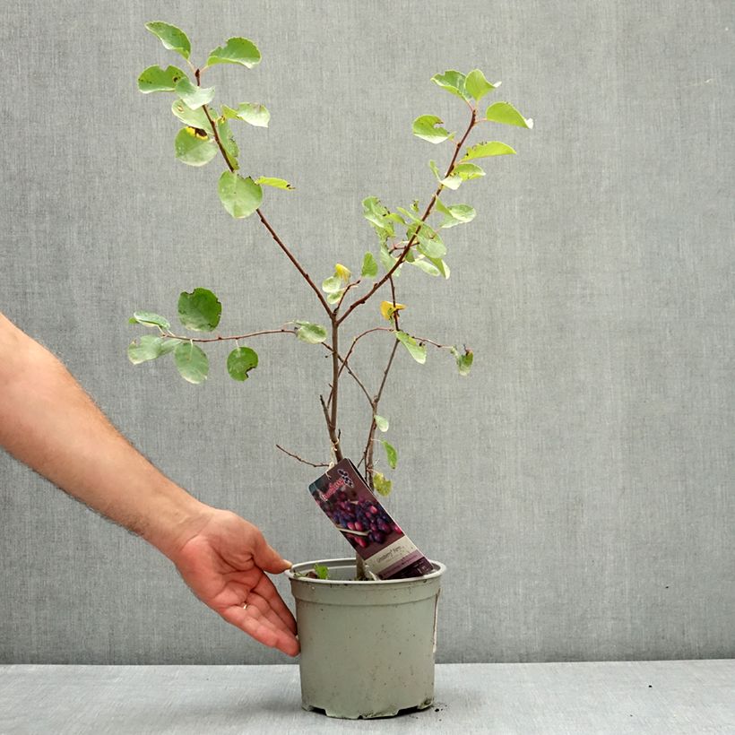 Exemplaar van Krentenboompje GreatBerry Farm Pot van 3 l/4 l zoals geleverd in de zomer