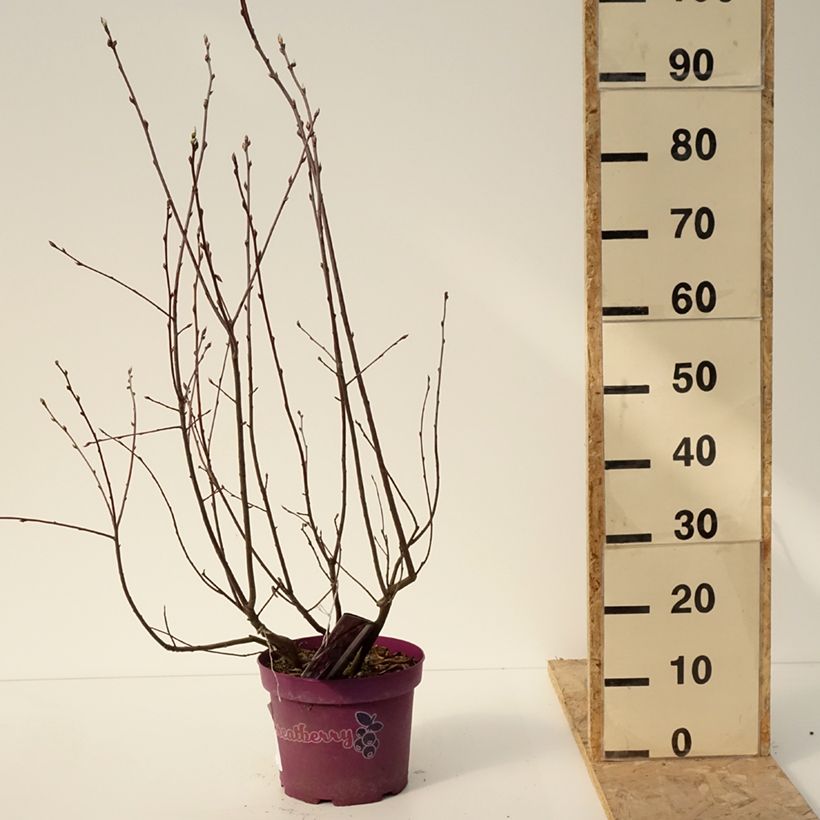 Exemplaar van Krentenboompje Greatberry Fruity Pot van 4 l/5 l zoals geleverd in de winter