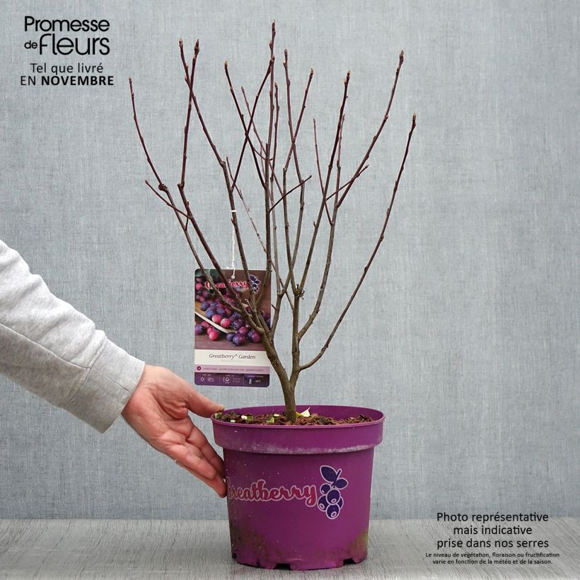 Exemplaar van Amelanchier alnifolia Greatberry Garden ou Northline Pot de 3L/4L, Touffe zoals geleverd in de herfst