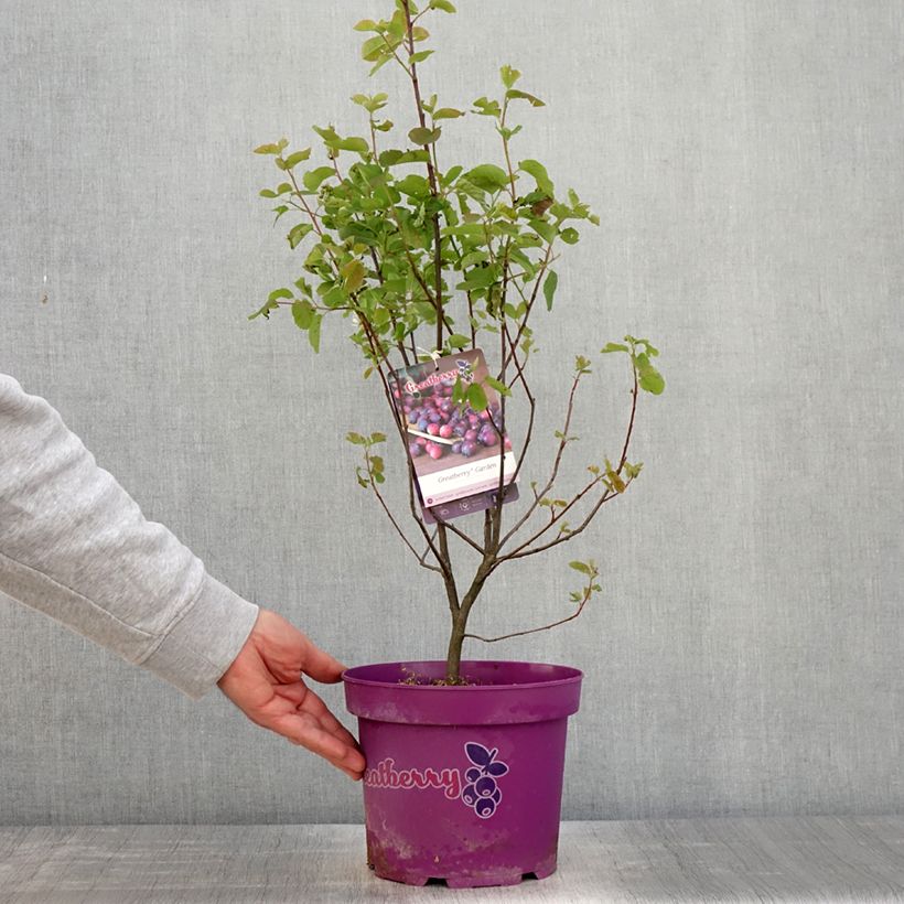 Exemplaar van Krentenboompje Greatberry Garden Pot van 3 l/4 l, Pol zoals geleverd in de lente