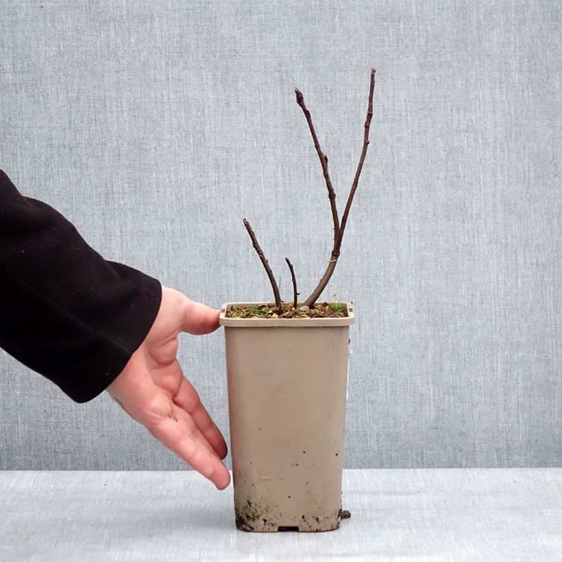 Example of Krentenboompje Martin Pot van 1,5 l/2 l, Pol as you get in hiver