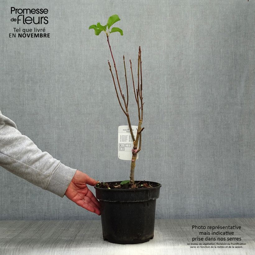 Exemplaar van Amelanchier alnifolia Obelisk - Krentenboompje Pot van 3 l/4 l zoals geleverd in de herfst