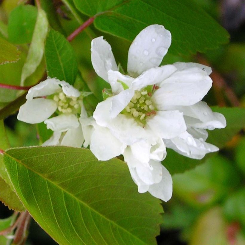 Krentenboompje Saskatoon Berry (Bloei)