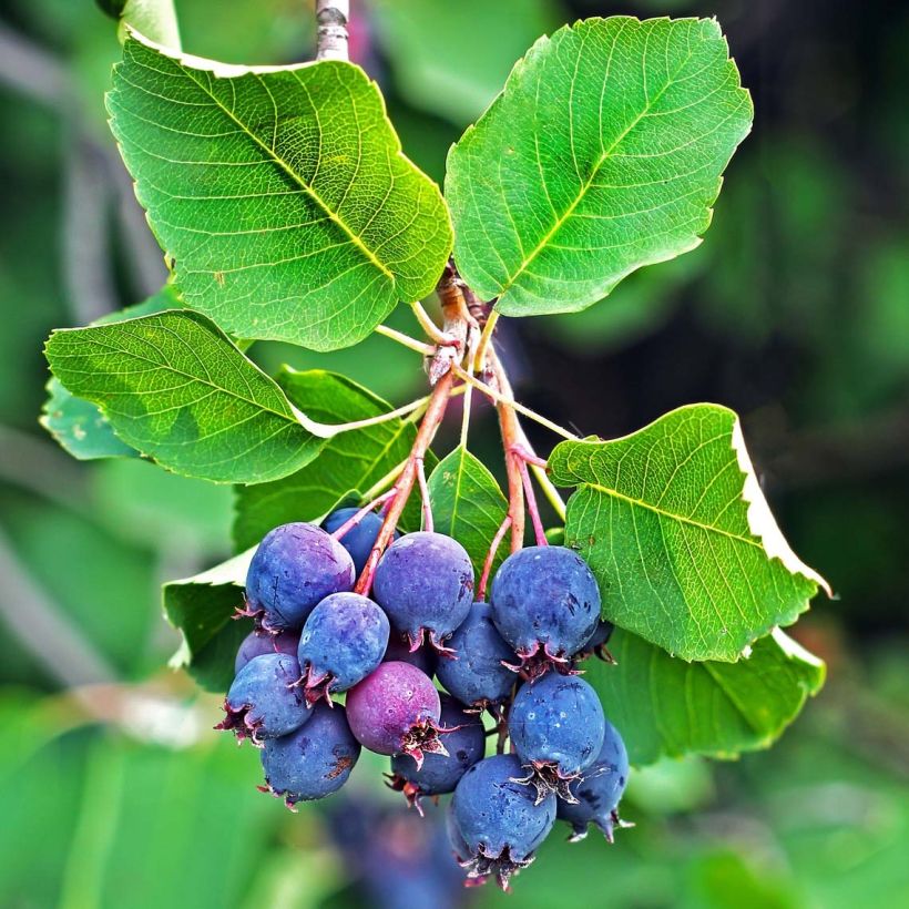 Krentenboompje Saskatoon Berry (Oogst)